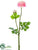 Ranunculus Spray - Pink Cream - Pack of 12