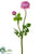 Ranunculus Spray - Pink - Pack of 12
