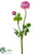 Silk Plants Direct Ranunculus Spray - Wine - Pack of 12