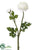 Ranunculus Spray - White - Pack of 12