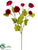 Ranunculus Spray - Rubrum - Pack of 12