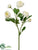 Ranunculus Spray - White - Pack of 12