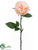 Rose Spray - Apricot Pastel - Pack of 12