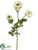 Ranunculus Spray - Cream Green - Pack of 12