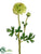 Ranunculus Spray - Green Two Tone - Pack of 12