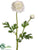Ranunculus Spray - White - Pack of 12