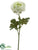Ranunculus Spray - Cream Green - Pack of 12