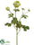 Ranunculus Spray - Green - Pack of 12