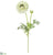 Ranunculus Spray - Beige Green - Pack of 12