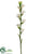 Tuberose Spray - Cream - Pack of 12