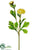 Ranunculus Spray - Yellow Soft - Pack of 12