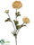 Ranunculus Spray - Beige - Pack of 12