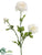 Ranunculus Spray - Cream - Pack of 12