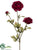 Ranunculus Spray - Eggplant - Pack of 12