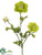 Ranunculus Spray - Green - Pack of 12