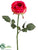 Cabbage Rose Spray - Cerise Two Tone - Pack of 12