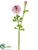 Ranunculus Spray - Cream Purple - Pack of 24