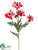 Rudbeckia Spray - Watermelon - Pack of 12