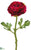 Ranunculus Spray - Beauty - Pack of 12