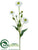 Rudbeckia Spray - White - Pack of 12