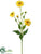 Rudbeckia Spray - Yellow - Pack of 12