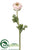 Ranunculus Spray - Pink Cream - Pack of 12