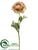 Ranunculus Spray - Rose Green - Pack of 12