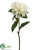 Rhododendron Spray - Cream Green - Pack of 12