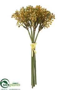 Sedum Bundle - Beige Green - Pack of 12