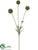 Scabiosa Pod Spray - Olive Green Green - Pack of 12