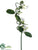 Stephanotis Hanging Spray - White - Pack of 12