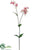 Silene Spray - Pink White - Pack of 12