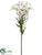 Starflower Bundle - White - Pack of 12