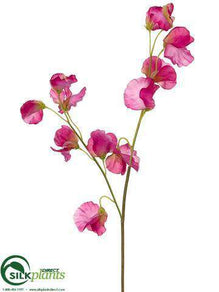 Sweet Pea Spray - Fuchsia - Pack of 12