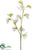 Sweet Pea Spray - White Green - Pack of 12