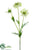 Scabiosa Spray - Cream - Pack of 12