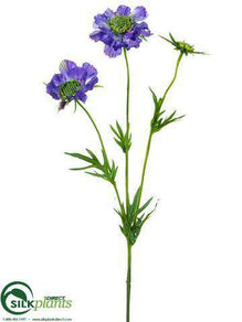 Scabiosa Spray - Helio - Pack of 12