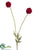 Scabiosa Bud Spray - Beauty - Pack of 12