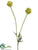 Scabiosa Bud Spray - Green Two Tone - Pack of 12