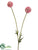 Scabiosa Bud Spray - Pink - Pack of 12