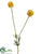 Scabiosa Bud Spray - Yellow - Pack of 12
