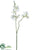 Sweetpea Spray - White - Pack of 24