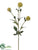 Scabiosa Spray - Lime - Pack of 12