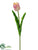 Tulip Spray - Blush - Pack of 24