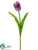 Tulip Spray - Purple Cream - Pack of 24