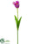 Parrot Tulip Spray - Orchid Cream - Pack of 12