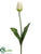 Tulip Spray - Cream Green - Pack of 12