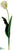 Parrot Tulip Spray - Green Pink - Pack of 12
