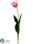 Parrot Tulip Spray - Rose Cream - Pack of 12