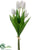 Tulip Bundle - Cream - Pack of 12